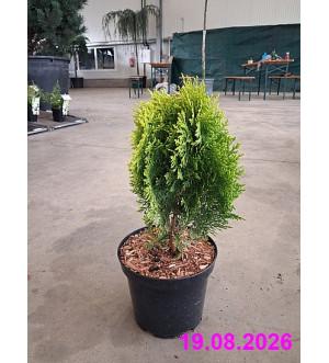 Thuja orient. 'Aurea Nana' C 2,5 L
